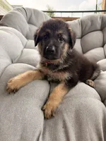 Memphis, a male German Shepherd Dog for sale in Waycross, GA – 2 of 7