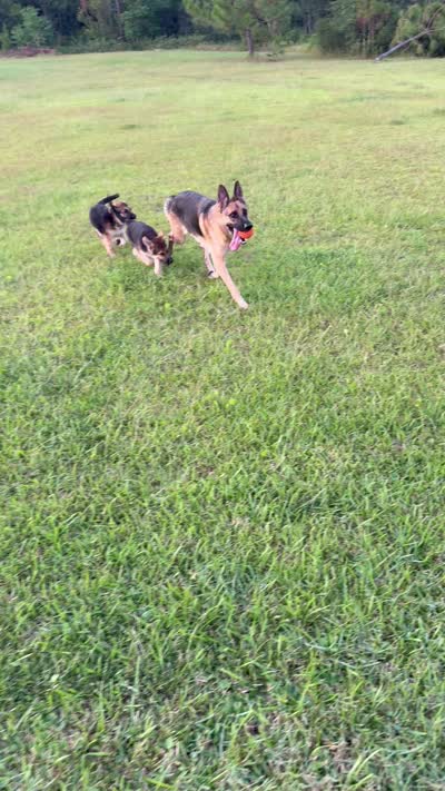 Millie, a female German Shepherd Dog for sale in Gallipolis, OH – 3 of 6