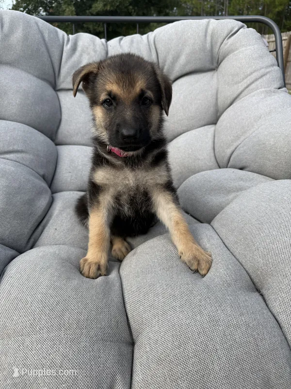 Millie – German Shepherd Dog puppy for sale in Waycross, GA