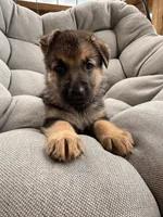 Millie, a female German Shepherd Dog for sale in Waycross, GA – 4 of 7