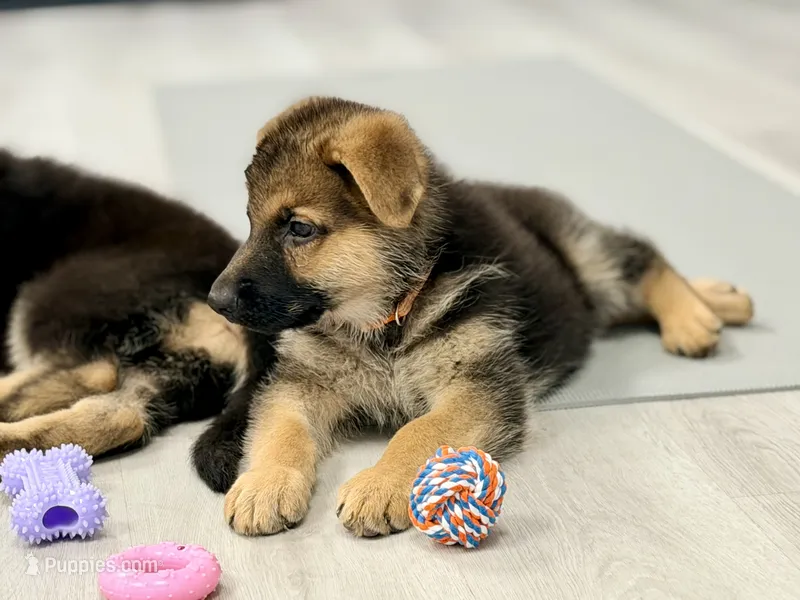 Maddox – German Shepherd Dog puppy for sale in Waycross, GA