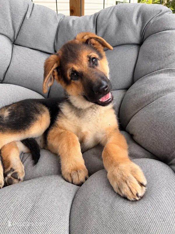 Miley – German Shepherd Dog puppy for sale in Gallipolis, OH