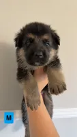 8 German Shepherd Puppies, a male German Shepherd Dog for sale in Waycross, GA – 2 of 10