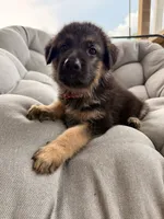 Memphis, a male German Shepherd Dog for sale in Waycross, GA – 4 of 7