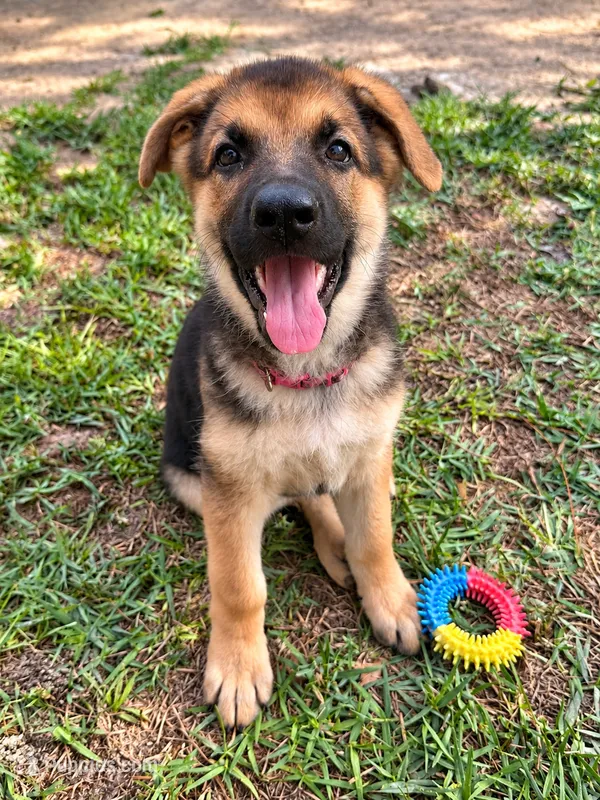 Millie – German Shepherd Dog puppy for sale in Waycross, GA