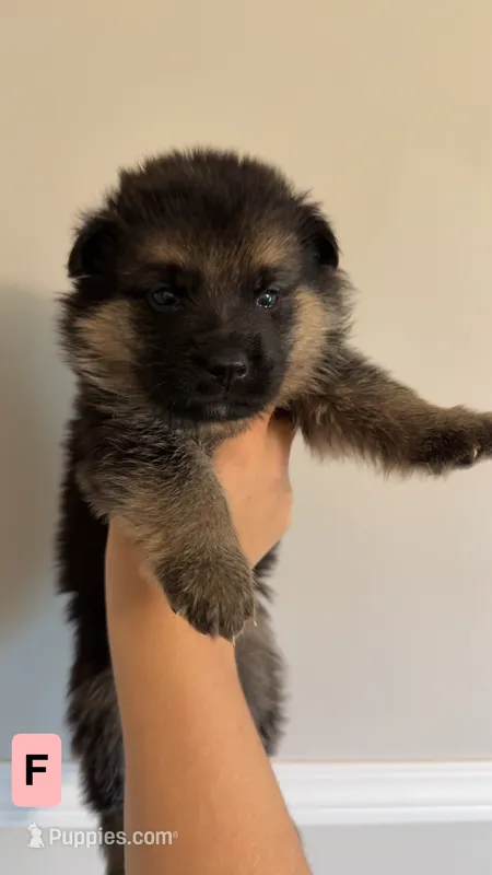 8 German Shepherd Puppies – German Shepherd Dog puppy for sale in Waycross, GA