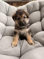 Milo, a male German Shepherd Dog for sale in Waycross, GA – 3 of 6