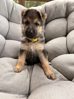 Miley, a female German Shepherd Dog for sale in Waycross, GA – 2 of 6