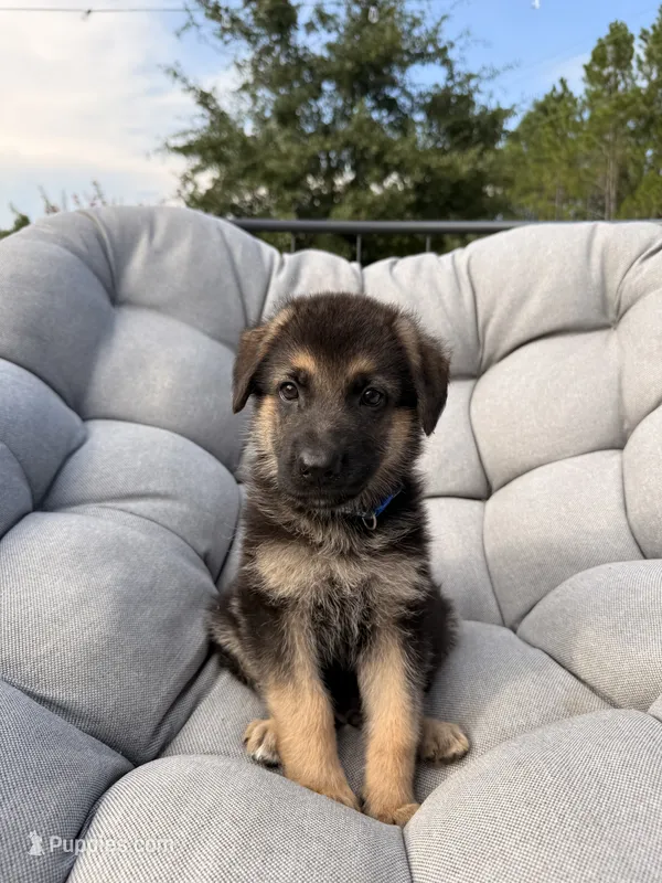 Maverick – German Shepherd Dog puppy for sale in Waycross, GA