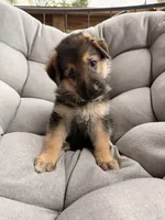 Milo, a male German Shepherd Dog for sale in Waycross, GA – 4 of 6