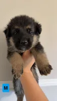 8 German Shepherd Puppies, a male German Shepherd Dog for sale in Waycross, GA – 6 of 10