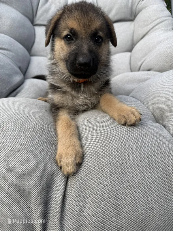 Maddox – German Shepherd Dog puppy for sale in Waycross, GA