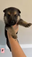 8 German Shepherd Puppies, a male German Shepherd Dog for sale in Waycross, GA – 3 of 10