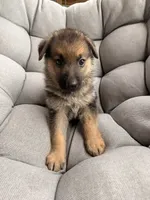 Maddox, a male German Shepherd Dog for sale in Waycross, GA – 5 of 7