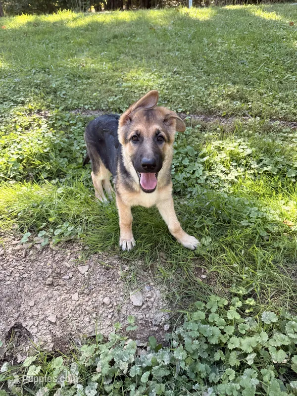 Miley – German Shepherd Dog puppy for sale in Gallipolis, OH