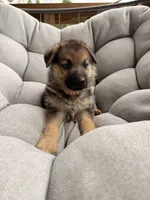 Maddox, a male German Shepherd Dog for sale in Waycross, GA – 2 of 7