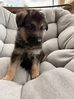 Maverick, a male German Shepherd Dog for sale in Waycross, GA – 4 of 6