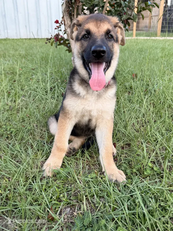 Millie – German Shepherd Dog puppy for sale in Waycross, GA