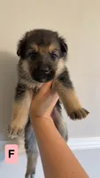 8 German Shepherd Puppies, a male German Shepherd Dog for sale in Waycross, GA – 7 of 10