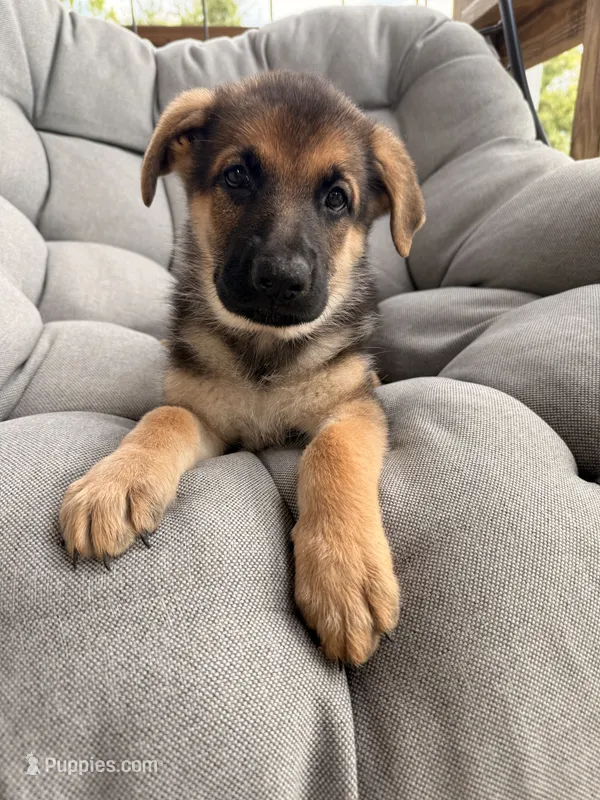 Millie – German Shepherd Dog puppy for sale in Waycross, GA