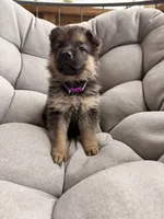 Maisie, a female German Shepherd Dog for sale in Waycross, GA – 2 of 5
