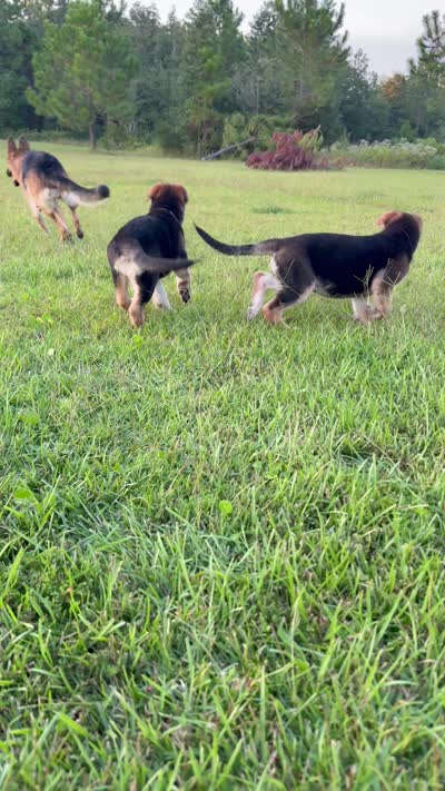 Miley, a female German Shepherd Dog for sale in Gallipolis, OH – 7 of 7
