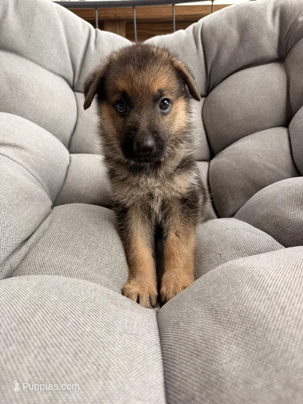 Maddox – German Shepherd Dog puppy for sale in Waycross, GA