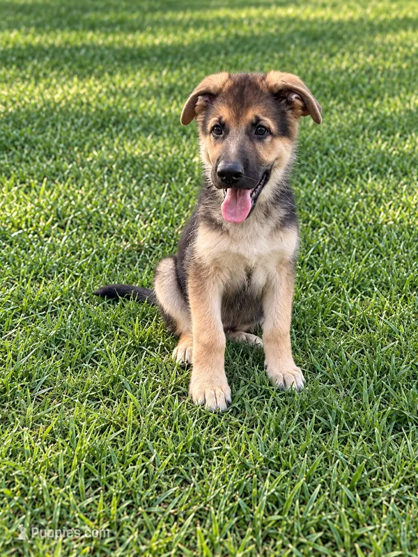 Miley – German Shepherd Dog puppy for sale in Waycross, GA