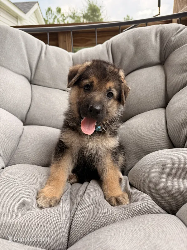 Milo – German Shepherd Dog puppy for sale in Waycross, GA