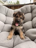 Milo, a male German Shepherd Dog for sale in Waycross, GA – 1 of 6