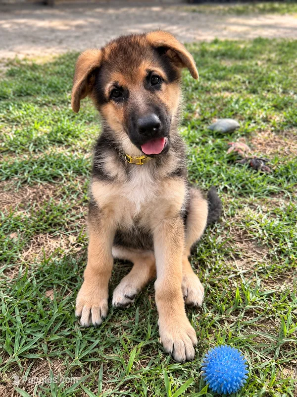 Miley – German Shepherd Dog puppy for sale in Waycross, GA