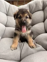 Milo, a male German Shepherd Dog for sale in Waycross, GA – 2 of 6