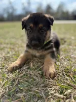 Dale, a male German Shepherd Dog for sale in Waycross, GA – Photo 1 of 7