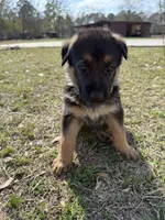 Dale, a male German Shepherd Dog for sale in Waycross, GA – Photo 4 of 7