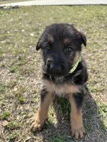 Dale, a male German Shepherd Dog for sale in Waycross, GA – Photo 3 of 7