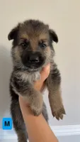 8 German Shepherd Puppies, a male German Shepherd Dog for sale in Waycross, GA – 4 of 10