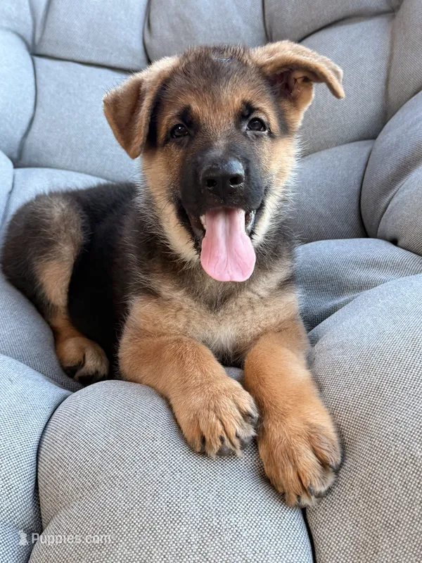 Max – German Shepherd Dog puppy for sale in Waycross, GA