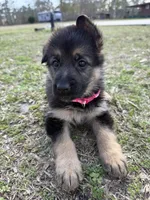 Faith, a female German Shepherd Dog for sale in Waycross, GA – Photo 4 of 8
