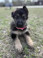 Faith, a female German Shepherd Dog for sale in Waycross, GA – Photo 2 of 8