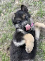Faith, a female German Shepherd Dog for sale in Waycross, GA – Photo 3 of 8