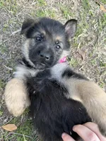 Faith, a female German Shepherd Dog for sale in Waycross, GA – Photo 5 of 8