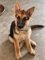 Millie, a female German Shepherd Dog for sale in Gallipolis, OH – 2 of 6