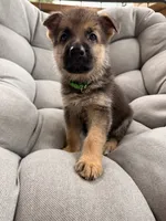 Max, a male German Shepherd Dog for sale in Waycross, GA – 3 of 6