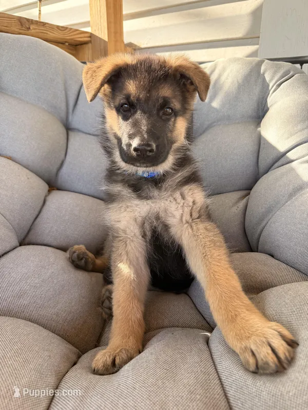 Harley – German Shepherd Dog puppy for sale in Waycross, GA