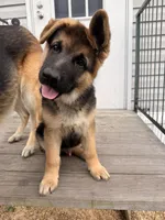 Harley, a male German Shepherd Dog for sale in Waycross, GA – Photo 3 of 9