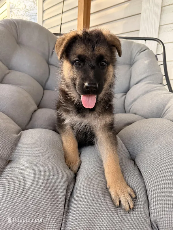 Harley – German Shepherd Dog puppy for sale in Waycross, GA