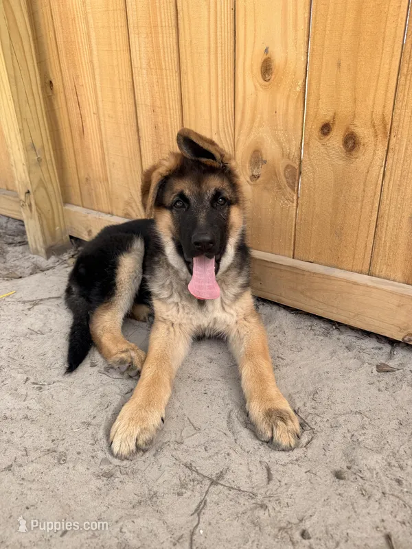Harley – German Shepherd Dog puppy on hold in Waycross, GA