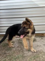 Harley, a male German Shepherd Dog for sale in Waycross, GA – Photo 2 of 9