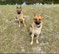 Harley, a male German Shepherd Dog for sale in Waycross, GA – Photo 6 of 9