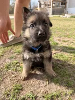Harley, a male German Shepherd Dog for sale in Waycross, GA – Photo 4 of 8